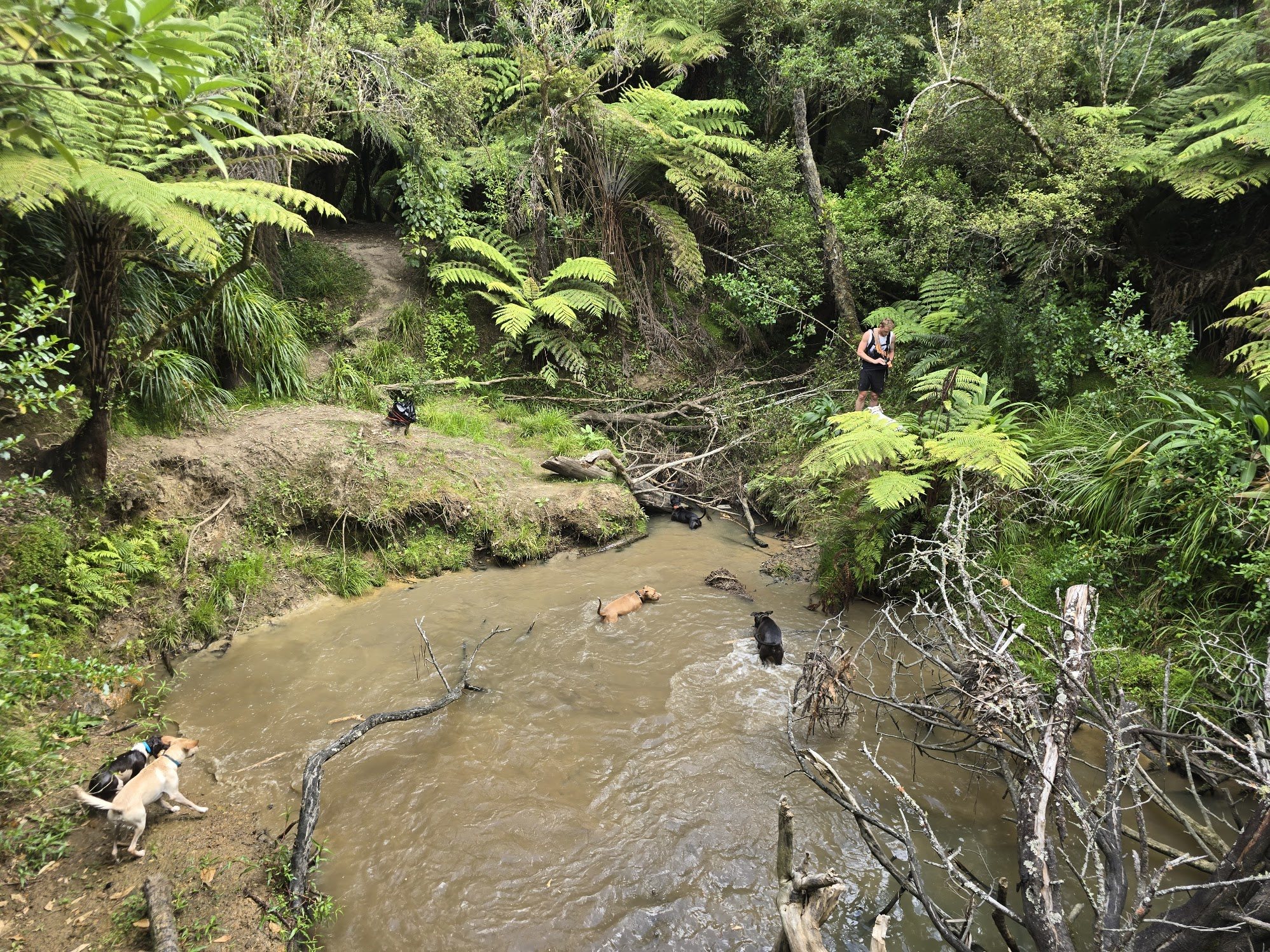 Dogs playing in a bush stream on Taine's Dairy Flat property