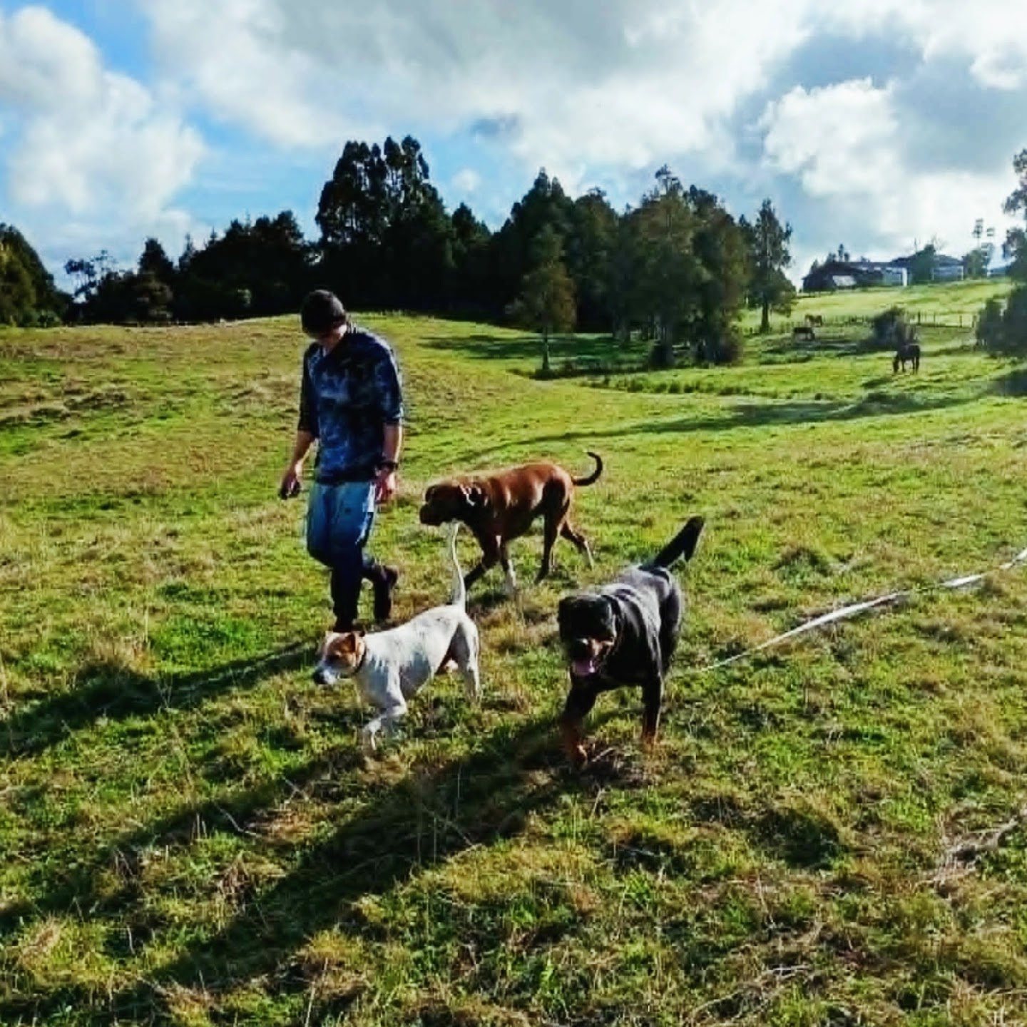 The pack working off-lead across open paddocks at Dairy Flat