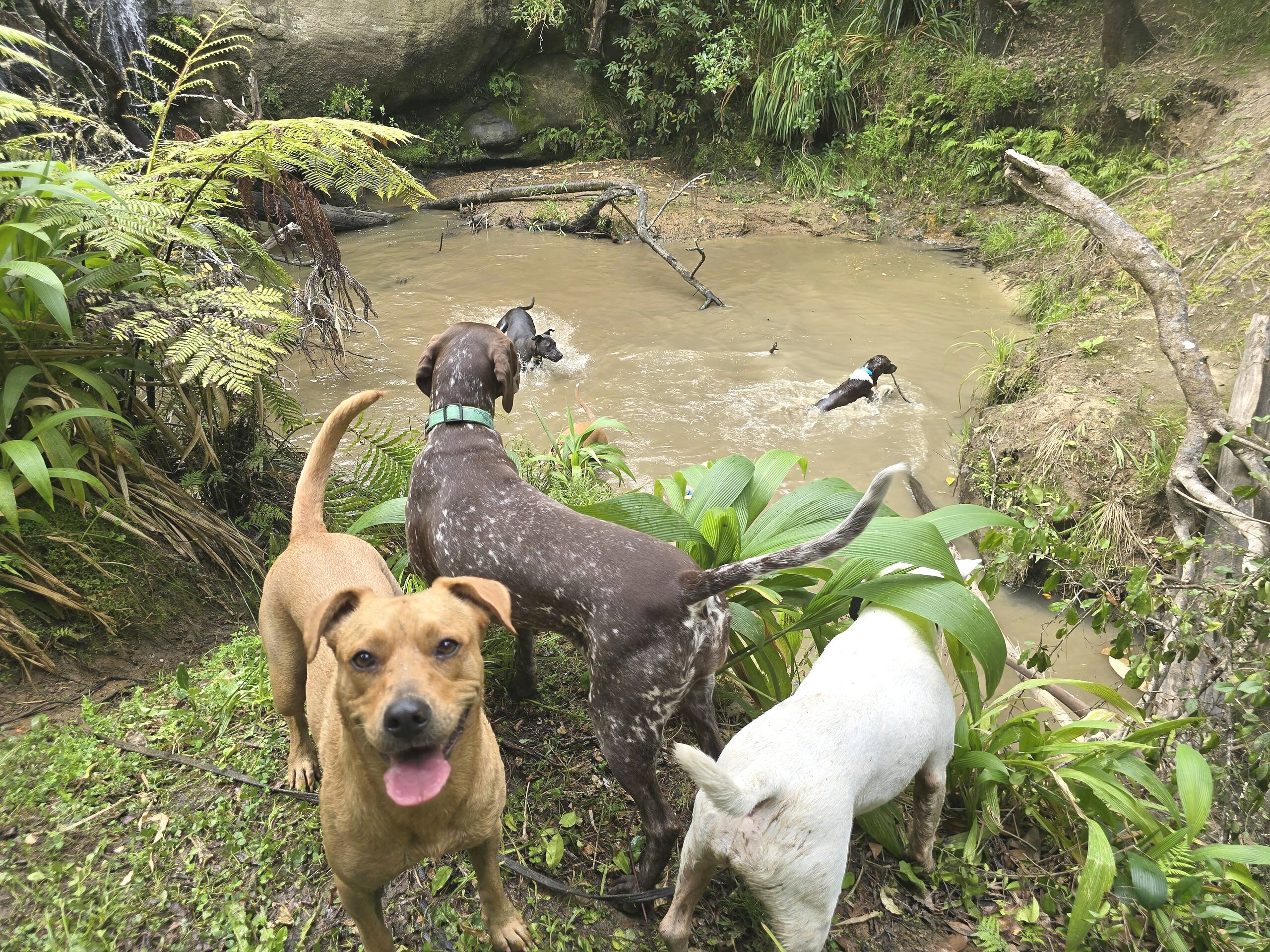 The pack cooling off at a native bush swimming hole on a North Shore adventure walk