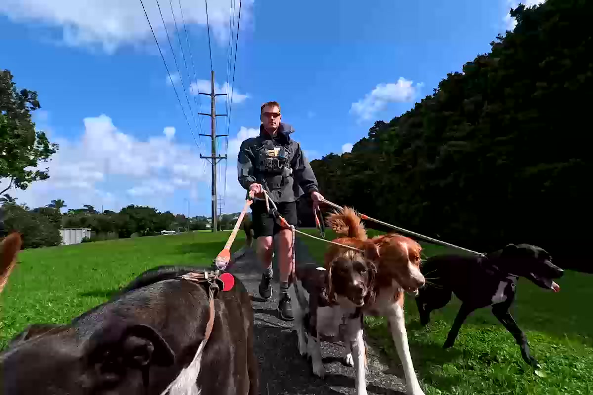A pack of dogs walking off-leash toward camera on a North Shore pack walk