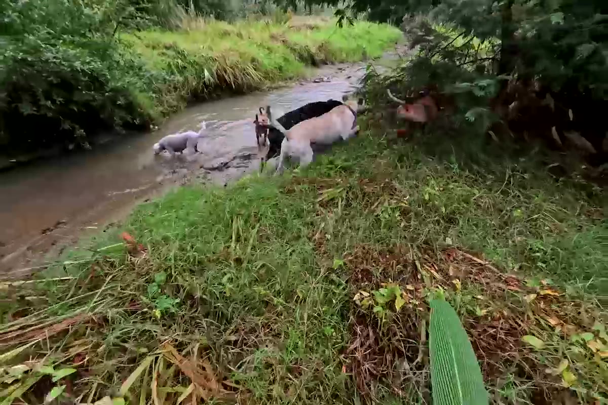 Dogs on the Dairy Flat property