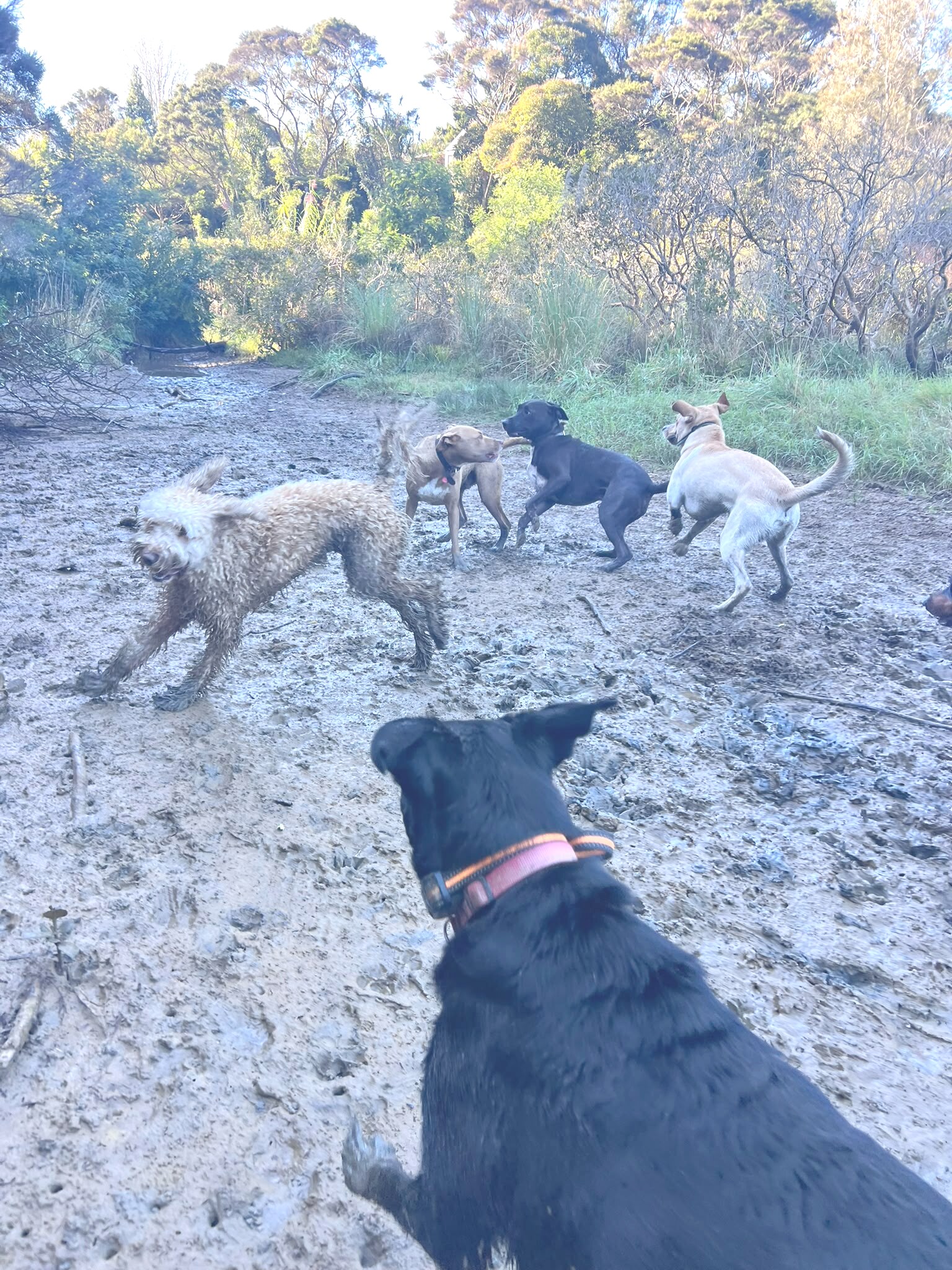 A pack of dogs playing off-leash in a North Shore bush reserve