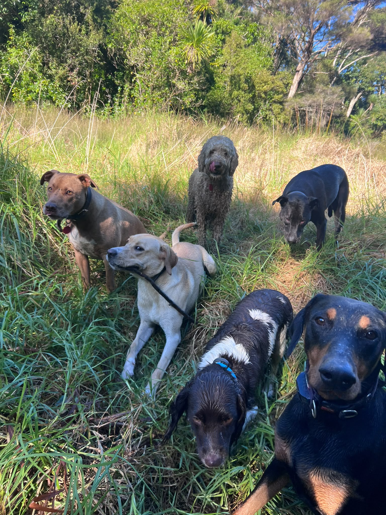 A calm, balanced pack together in a North Shore reserve