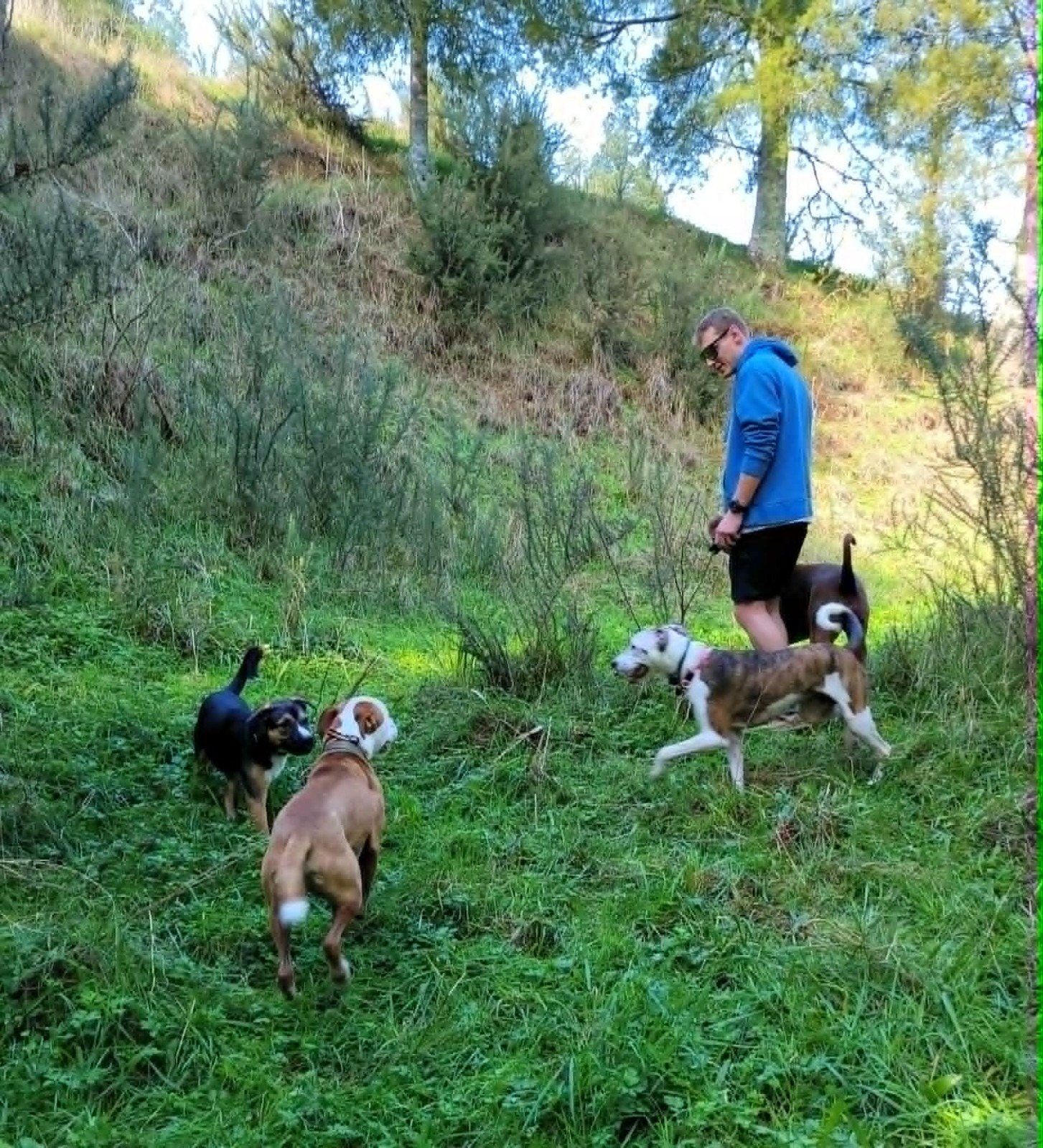 Taine working one-on-one with dogs in a North Shore reserve