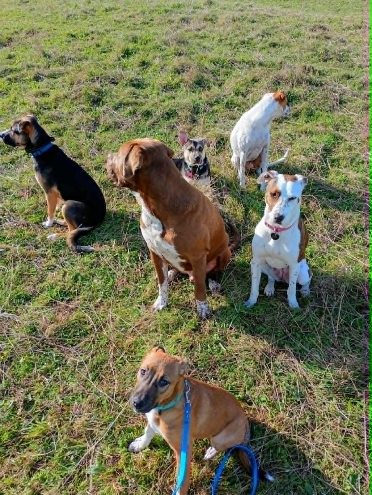 A group of dogs holding a calm stay in a North Shore park
