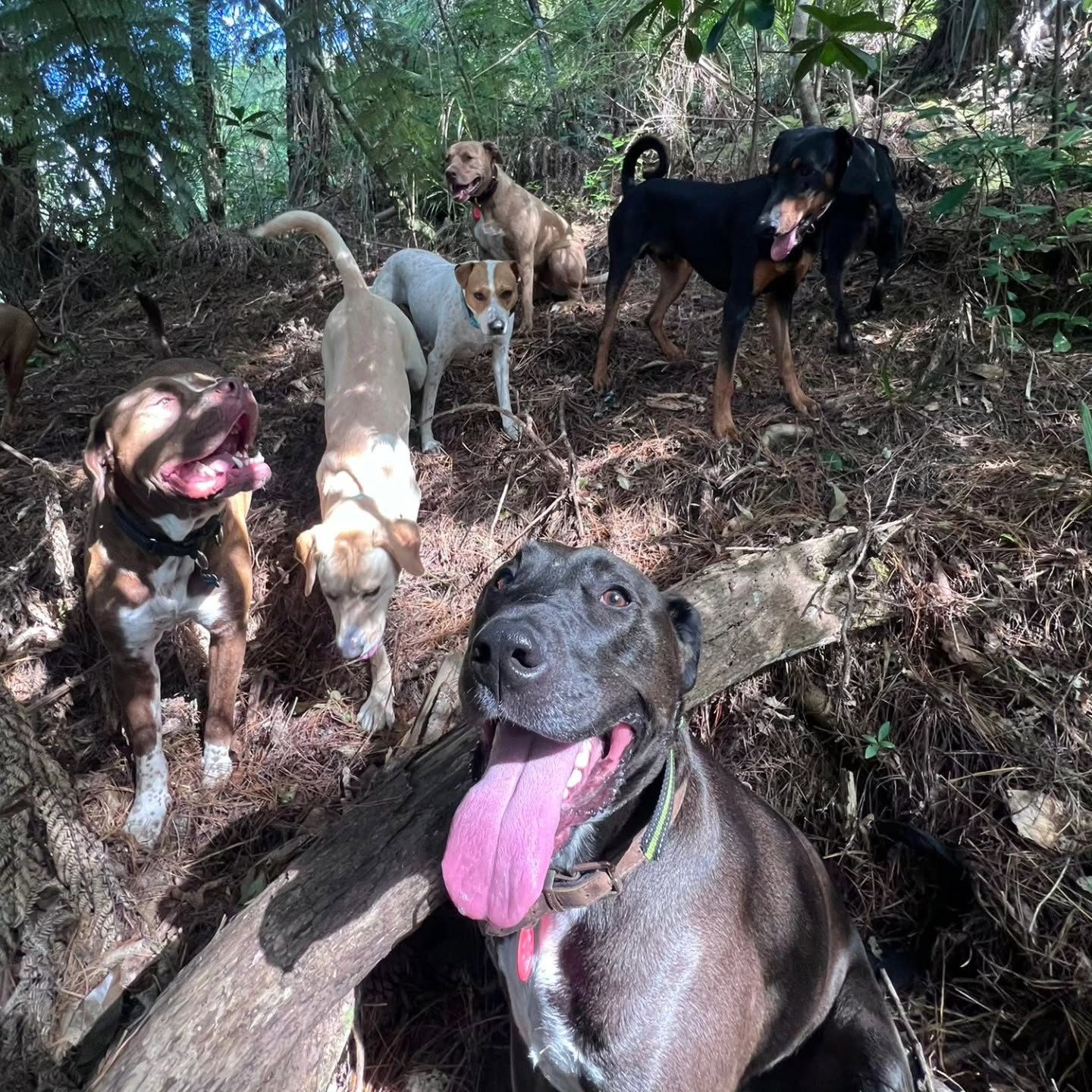 Happy dogs on a North Shore pack walk