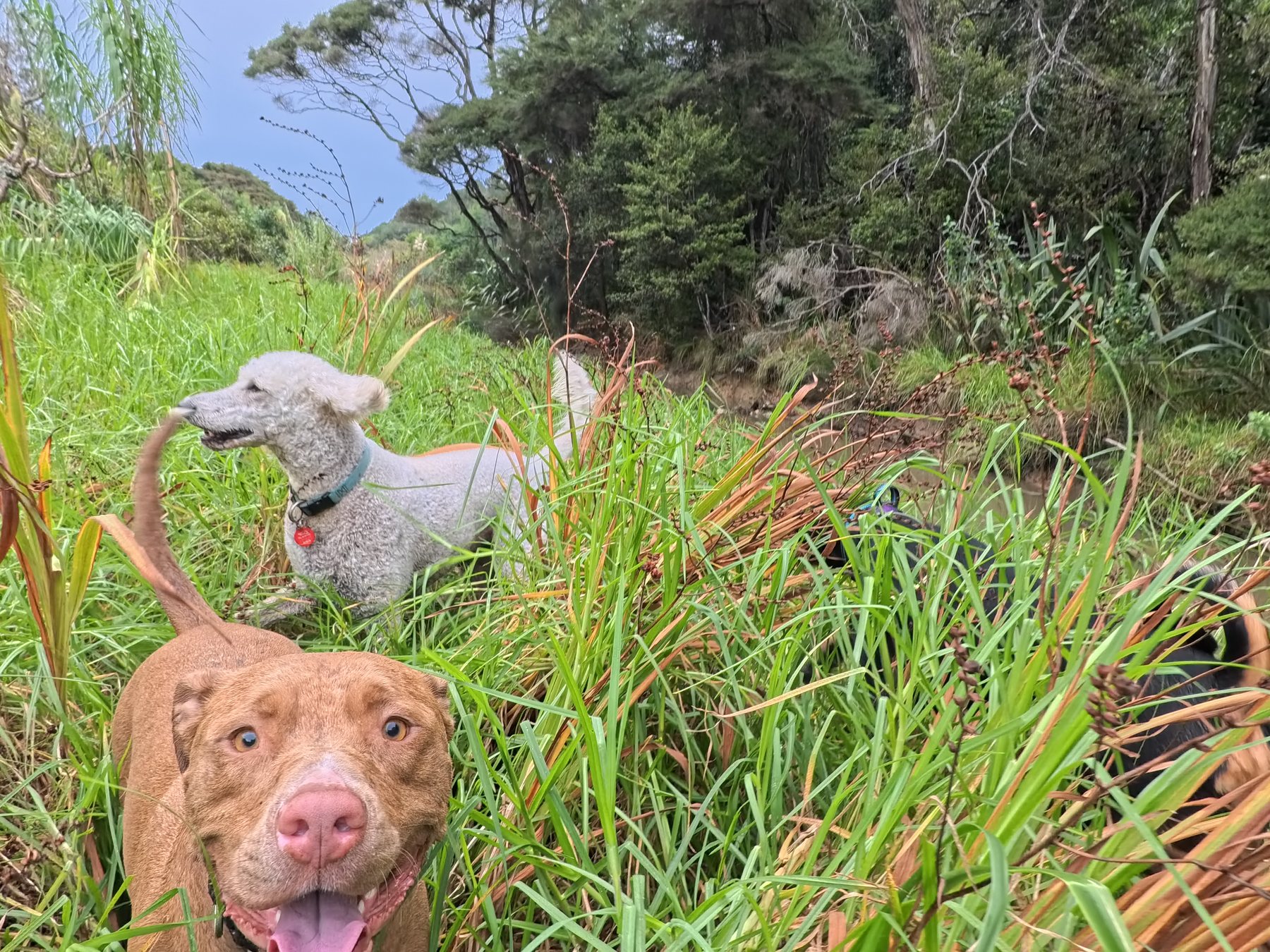 A happy dog on a North Shore pack walk