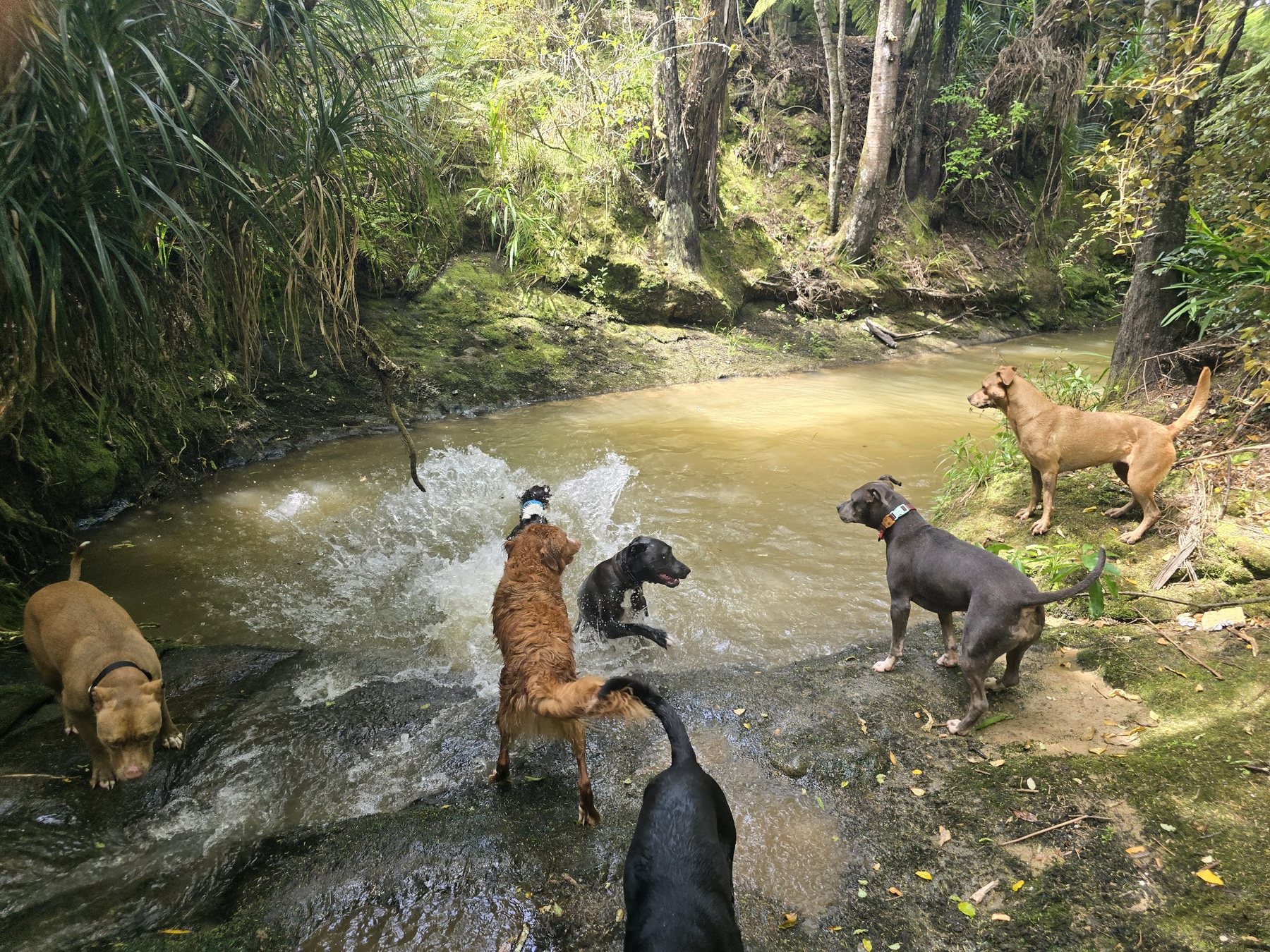 A pack of dogs playing off-leash in a North Shore bush stream