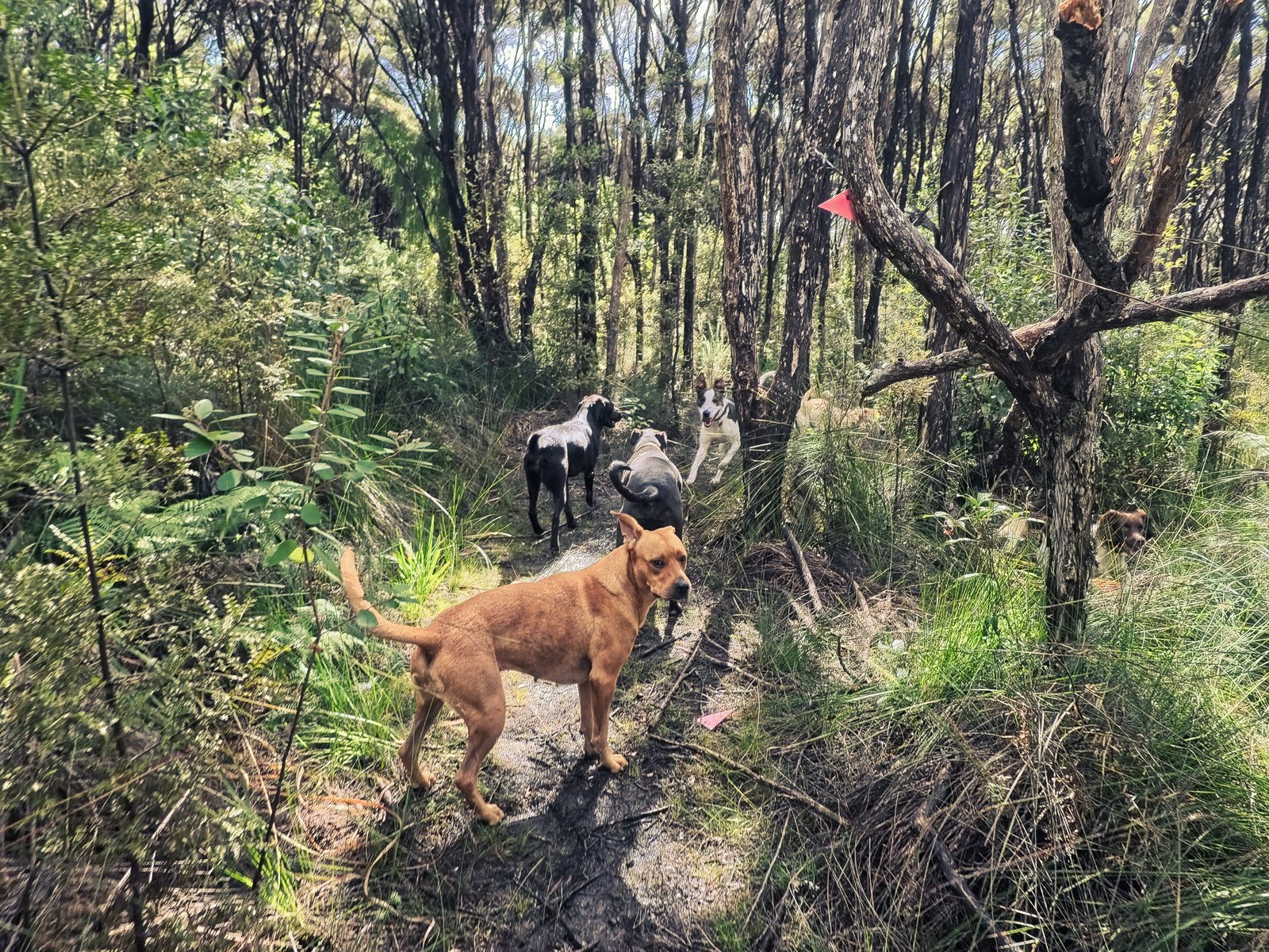 A pack of dogs on a bush trail in a North Shore reserve