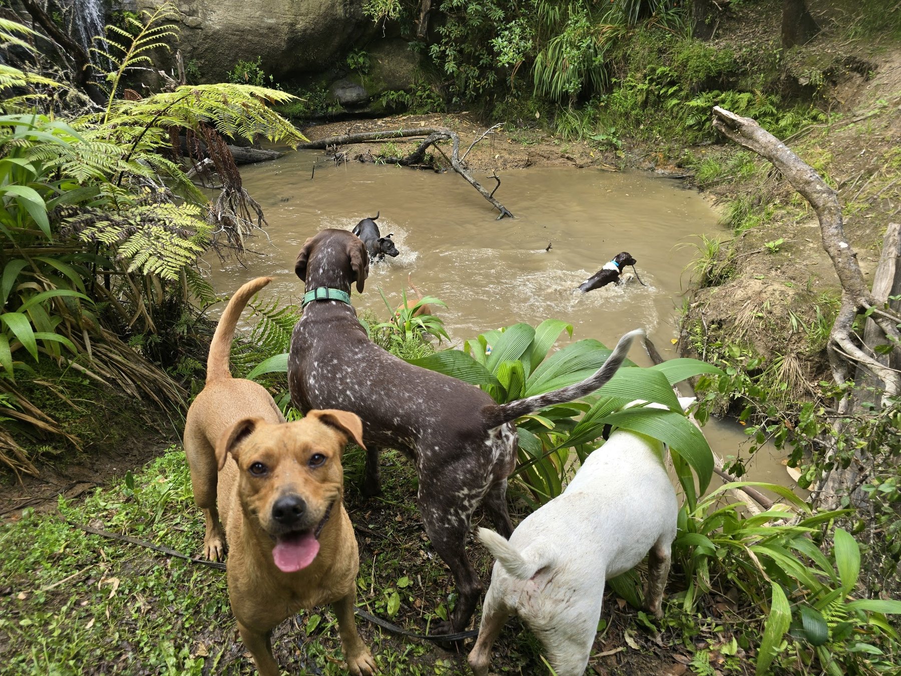 Dogs enjoying a North Shore pack walk